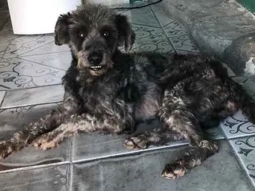 Cachorro ra a Poodle preto idade  nome Poodle preto
