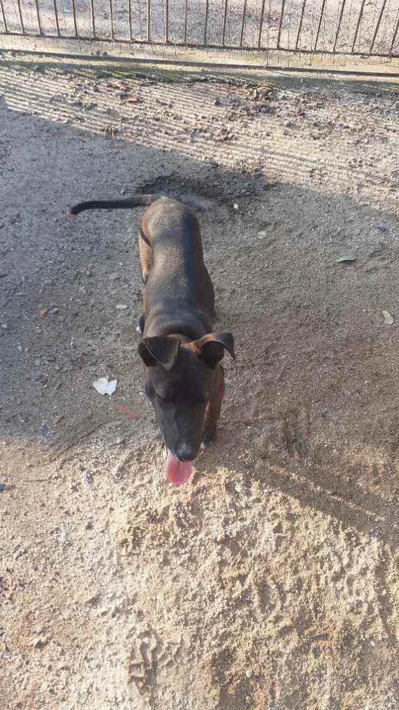 Cachorro raça Sem Raça Definida idade 2 a 6 meses nome Bily