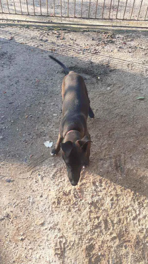 Cachorro raça Sem Raça Definida idade 2 a 6 meses nome Bily