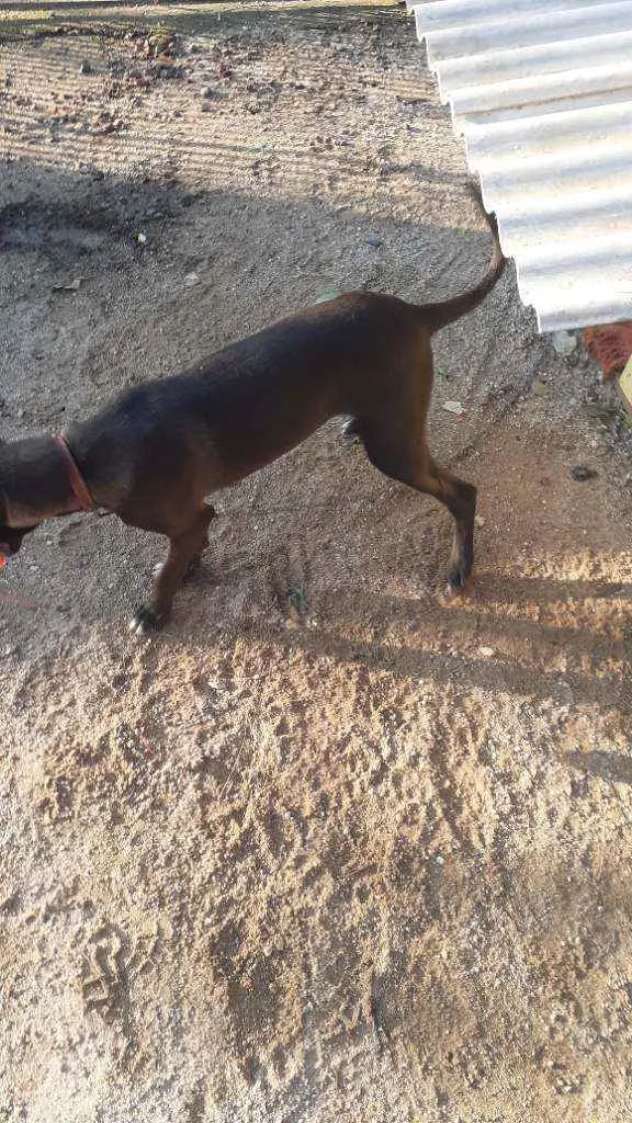 Cachorro raça Sem Raça Definida idade 2 a 6 meses nome Bily