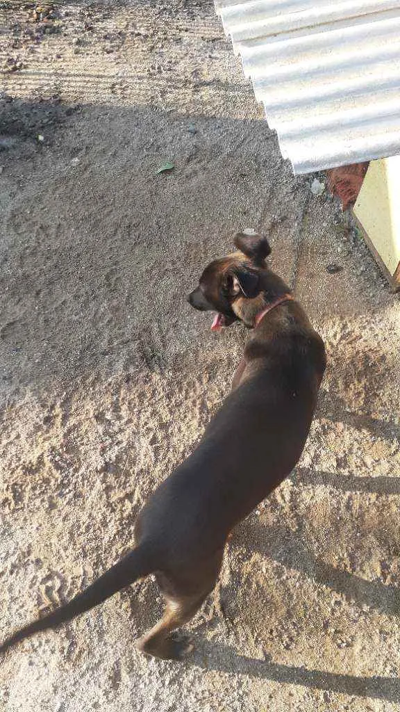 Cachorro raça Sem Raça Definida idade 2 a 6 meses nome Bily