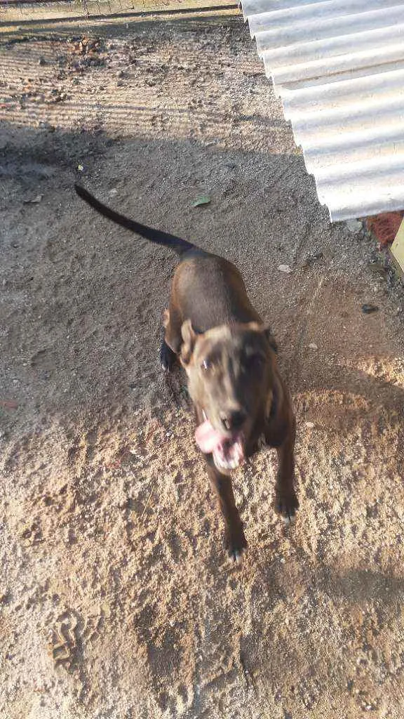 Cachorro raça Sem Raça Definida idade 2 a 6 meses nome Bily