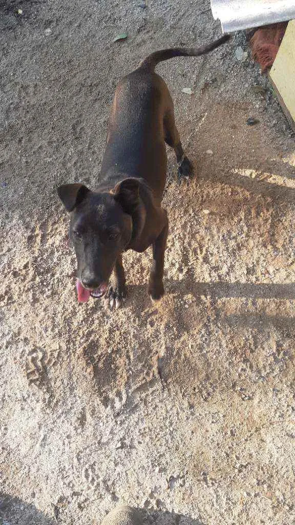 Cachorro raça Sem Raça Definida idade 2 a 6 meses nome Bily