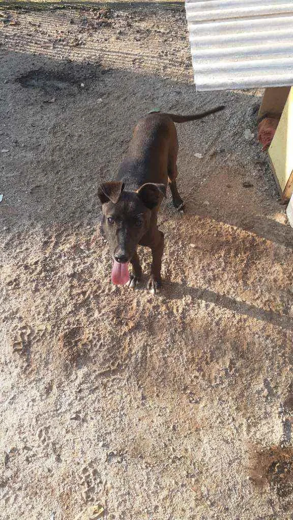 Cachorro raça Sem Raça Definida idade 2 a 6 meses nome Bily