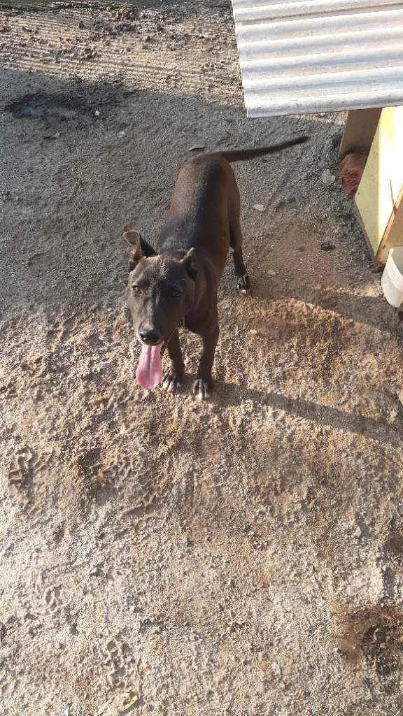 Cachorro raça Sem Raça Definida idade 2 a 6 meses nome Bily