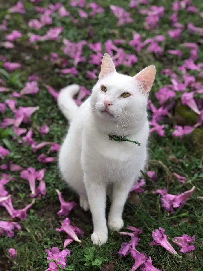 Gato ra a  idade 5 anos nome Bartolomeu