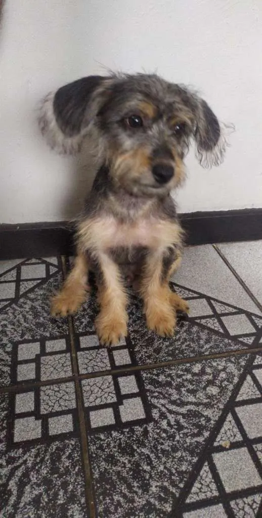 Cachorro ra a srd idade 2 a 6 meses nome filhote 4 meses