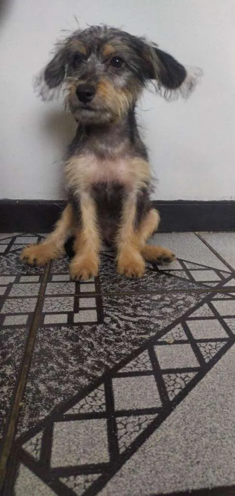 Cachorro ra a srd idade 2 a 6 meses nome filhote 4 meses