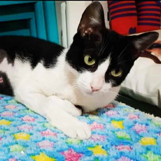 Gato ra a SRD  idade 7 a 11 meses nome CHANEL 