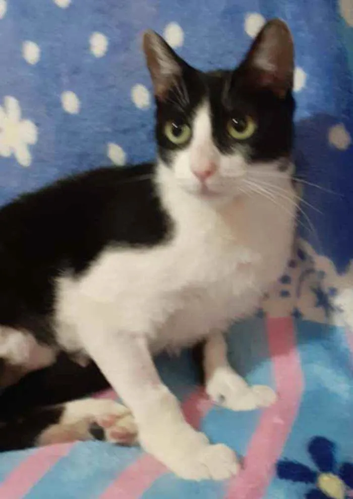 Gato ra a SRD  idade 7 a 11 meses nome CHANEL 