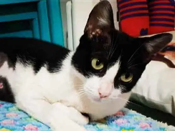 Gato ra a SRD  idade 7 a 11 meses nome CHANEL 