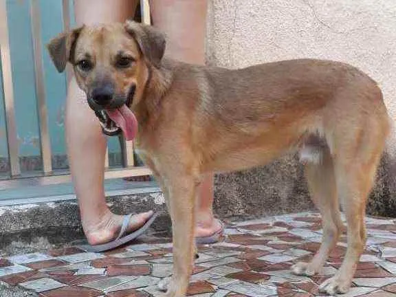 Cachorro ra a std idade 7 a 11 meses nome Bolt