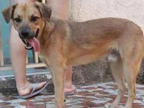 Cachorro ra a std idade 7 a 11 meses nome Bolt