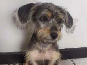 Cachorro raça srd idade 2 a 6 meses nome filhote 4 meses