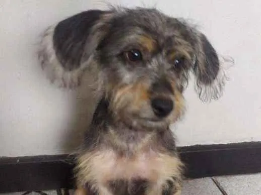 Cachorro ra a srd idade 2 a 6 meses nome filhote 4 meses