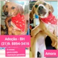 AMORA