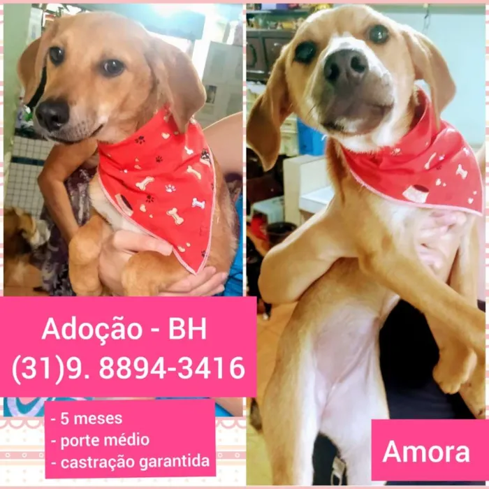 Cachorro raça SRD-ViraLata idade 2 a 6 meses nome AMORA