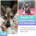pingo