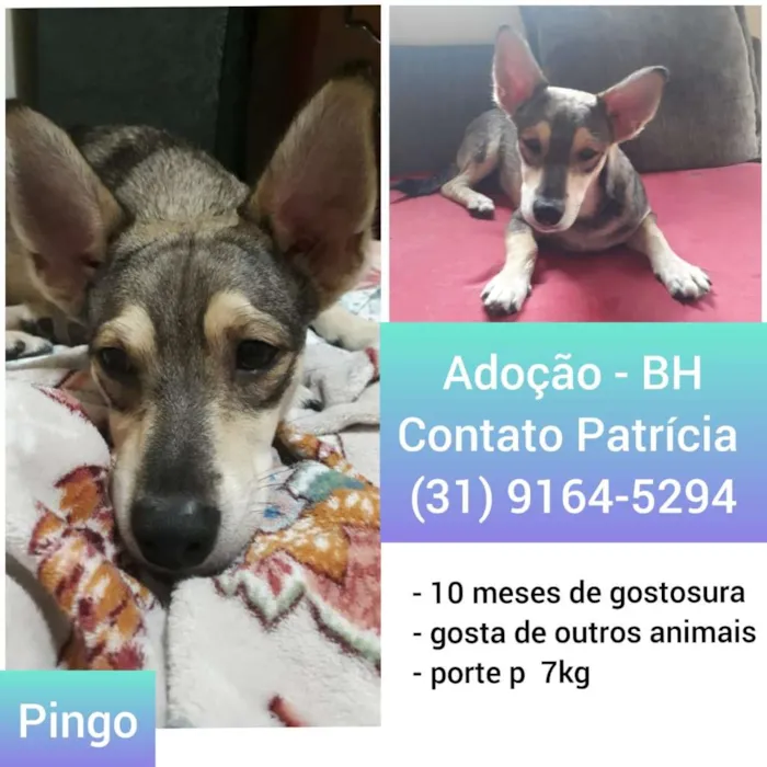 Cachorro raça SRD-ViraLata idade 1 ano nome pingo