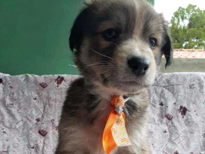 Cachorro ra a Srd  idade Abaixo de 2 meses nome Viking