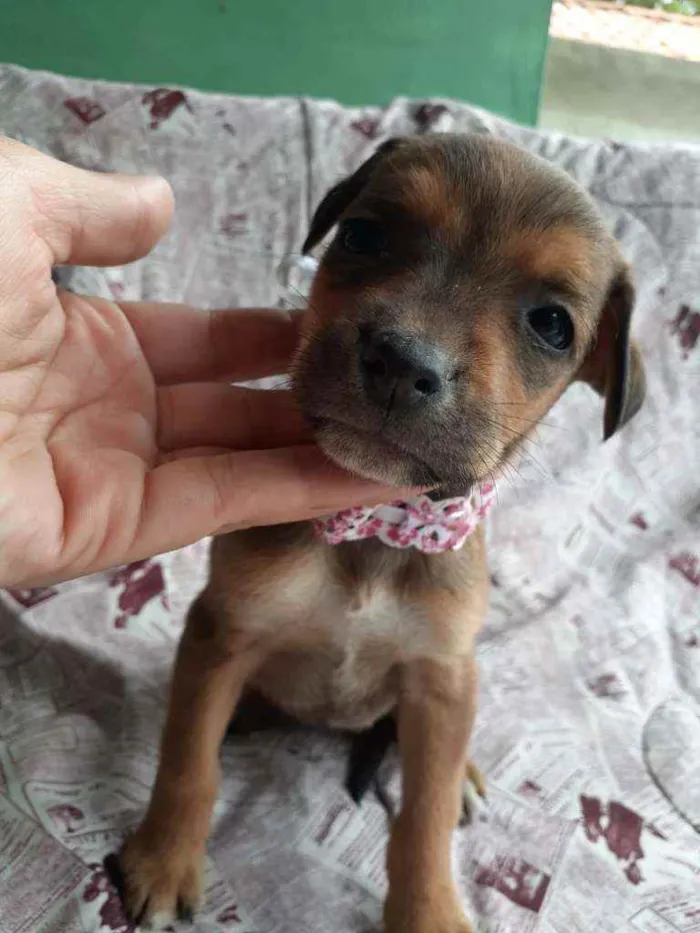 Cachorro ra a Srd  idade Abaixo de 2 meses nome Lagertha