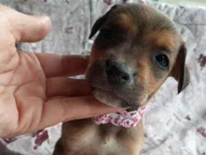 Cachorro raça Srd  idade Abaixo de 2 meses nome Lagertha