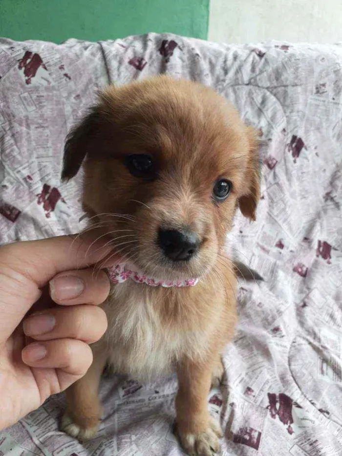 Cachorro ra a Srd  idade Abaixo de 2 meses nome Torvi