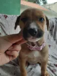 Siggy