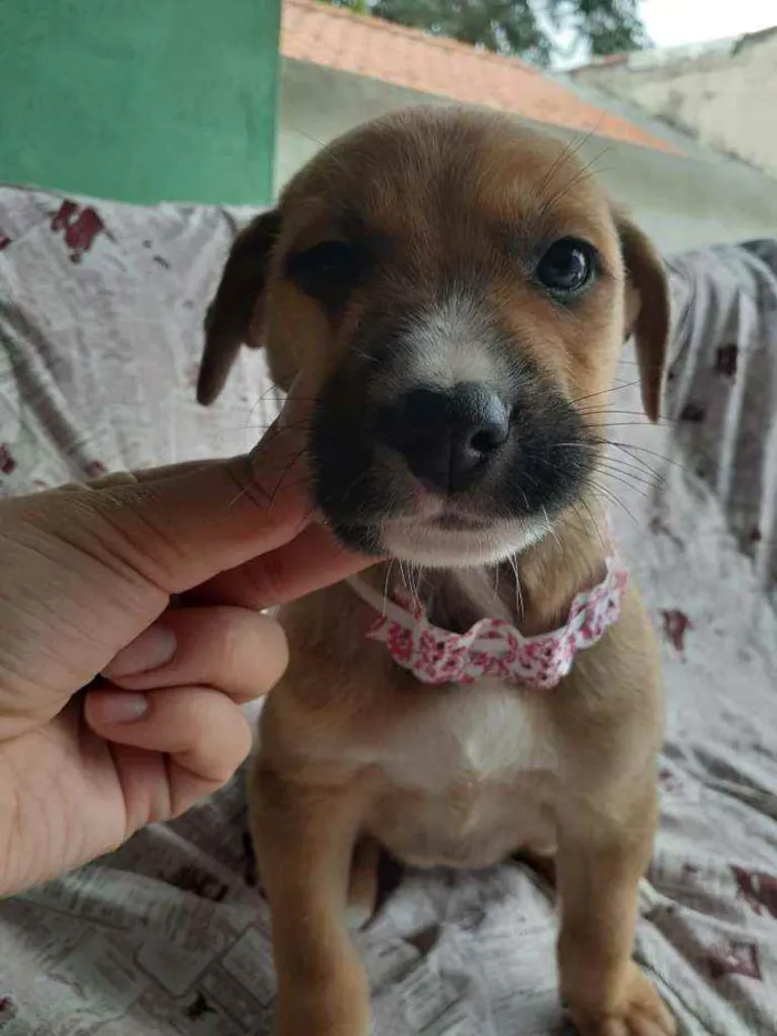 Cachorro ra a Srd  idade Abaixo de 2 meses nome Siggy