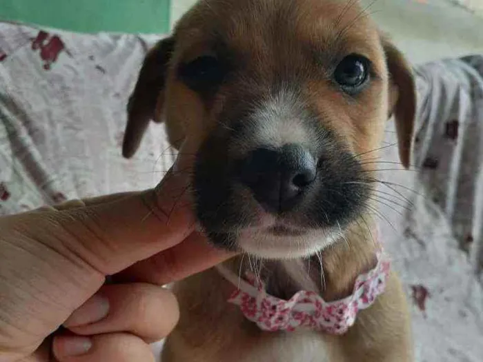 Cachorro ra a Srd  idade Abaixo de 2 meses nome Siggy