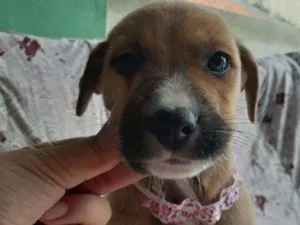 Cachorro raça Srd  idade Abaixo de 2 meses nome Siggy