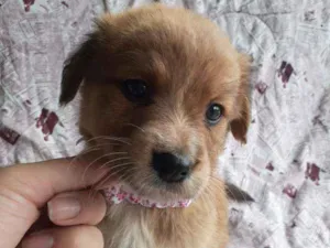 Cachorro raça Srd  idade Abaixo de 2 meses nome Torvi