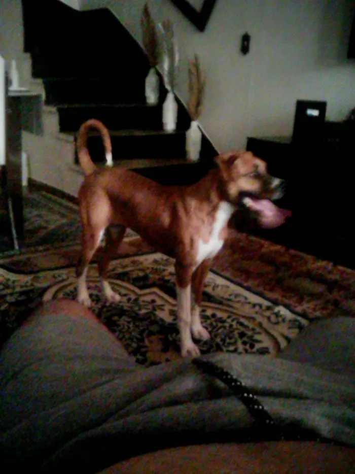 Cachorro ra a Box idade 7 a 11 meses nome Macarena