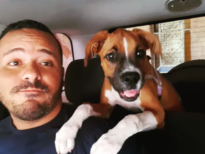 Cachorro ra a Box idade 7 a 11 meses nome Macarena