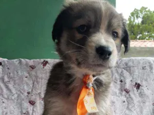 Cachorro raça Srd  idade Abaixo de 2 meses nome Viking 