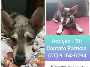 Cachorro raça SRD-ViraLata idade 1 ano nome pingo