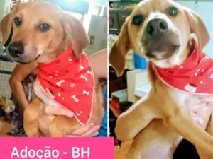 Cachorro raça SRD-ViraLata idade 2 a 6 meses nome AMORA