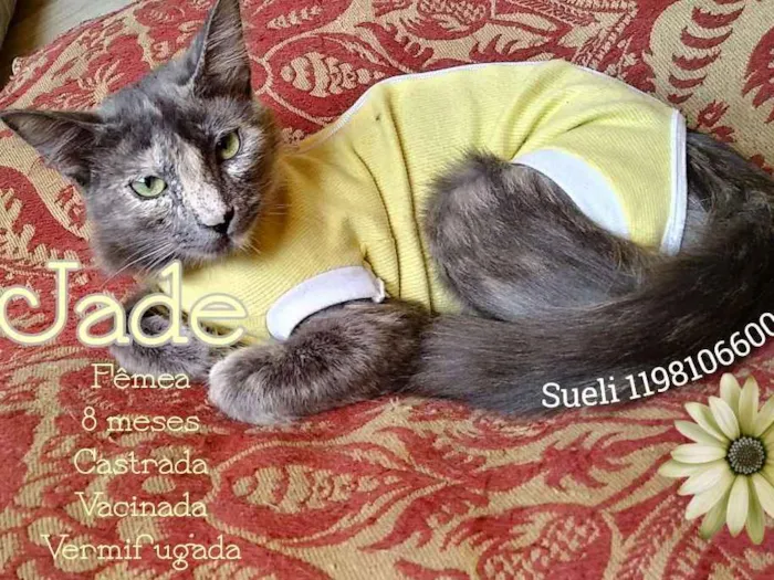 Gato ra a Srd idade 7 a 11 meses nome Jade