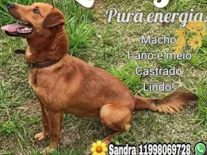 Cachorro raça SRD idade 2 anos nome Lucky