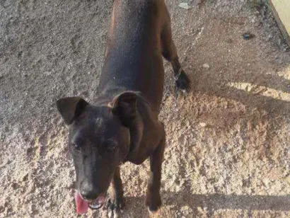 Cachorro raça Sem Raça Definida idade 2 a 6 meses nome Bily