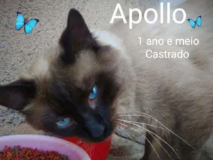 Gato raça SRD idade 1 ano nome Apollo