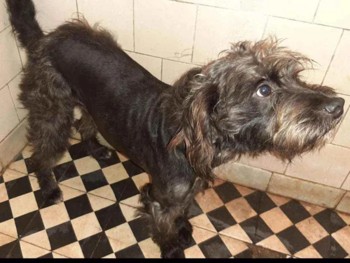 Cachorro ra a SRD idade 1 ano nome Batman