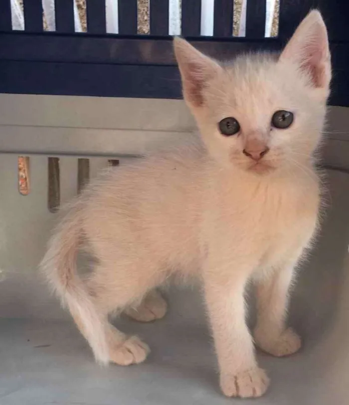 Gato ra a SRD idade Abaixo de 2 meses nome Marley