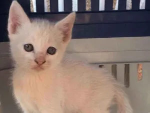 Gato raça SRD idade Abaixo de 2 meses nome Marley