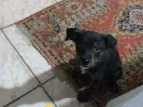 Cachorro ra a Viralata idade 2 a 6 meses nome Romeu