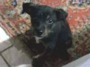 Cachorro raça Viralata idade 2 a 6 meses nome Romeu