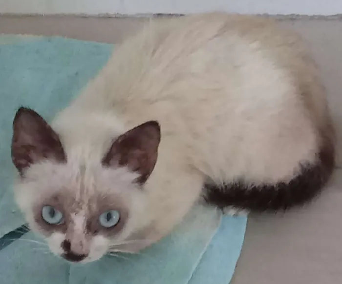 Gato ra a SRD-ViraLata idade 2 a 6 meses nome Amora e 