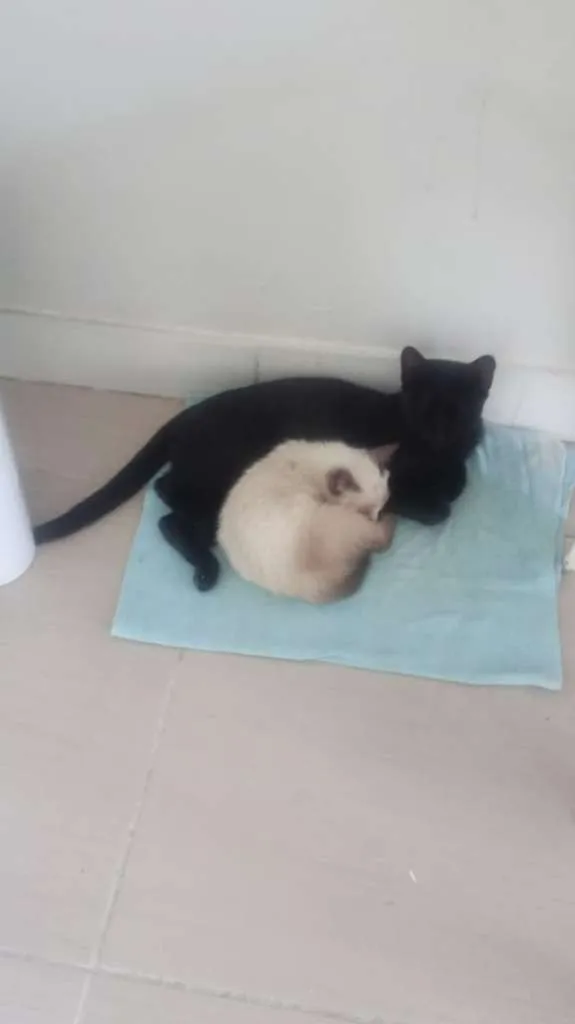 Gato ra a SRD-ViraLata idade 2 a 6 meses nome Amora e 