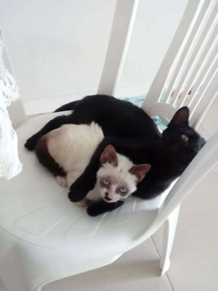 Gato ra a SRD-ViraLata idade 2 a 6 meses nome Amora e 