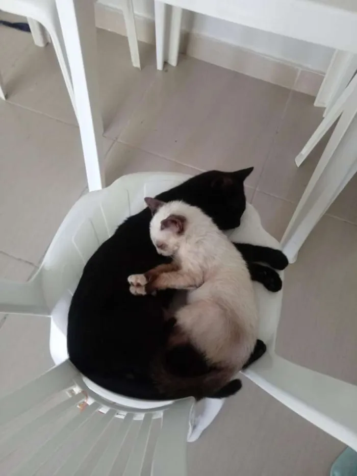 Gato ra a SRD-ViraLata idade 2 a 6 meses nome Amora e 